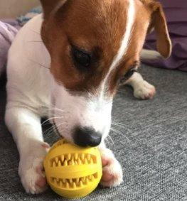 Dog Food Rubber Ball Toy Dog Toys BestPet