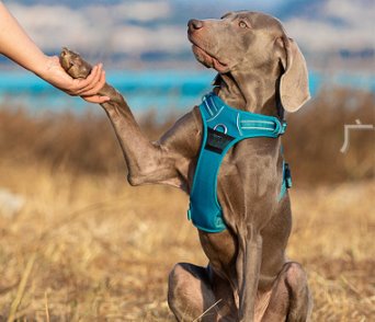 Reflective Heavy Duty Dog Leash Harness Pet Collars & Harnesses BestPet 