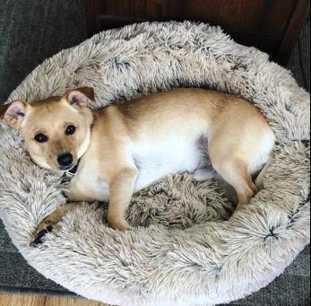 Soft and Fluffy Plush Calming Pet Bed Dog Beds BestPet
