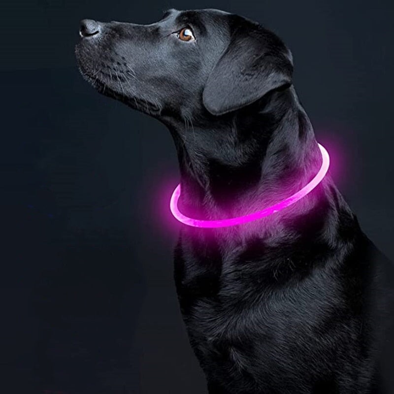 Adjustable LED Pet Collar Pet Collars & Harnesses BestPet 