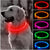 Adjustable LED Pet Collar Pet Collars & Harnesses BestPet 