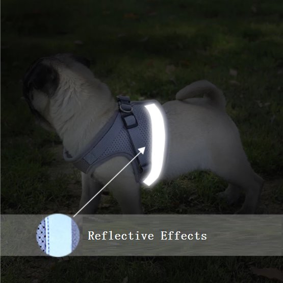 Cat Harness and Leash 7 Colours! Pet Collars &amp; Harnesses BestPet 