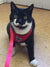 Cat Harness and Leash 7 Colours! Pet Collars & Harnesses BestPet 