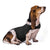 Dog Anxiety Busting Jacket dog apparel BestPet 