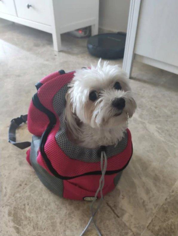 Dog Carrier Backpack 5 Colours! Pet Collars & Harnesses BestPet 