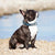 Dog Collars Personalized Custom Leather Dog Collar Name ID Tags For Small Medium Large Dogs Pitbull Bulldog Beagle Correa Perro Star Pets Product Workshop 