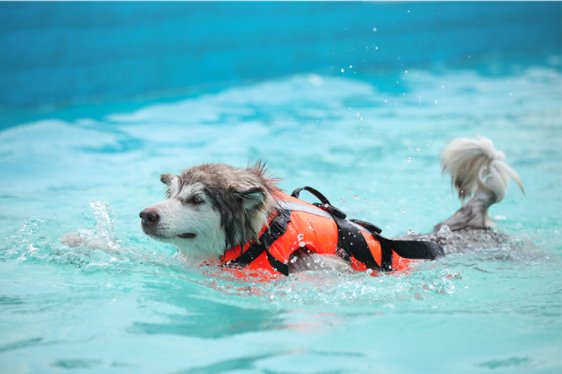 Dog Life Jacket Floatation Device Pet Collars & Harnesses BestPet 