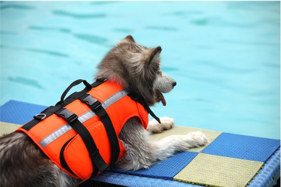 Dog Life Jacket Floatation Device Pet Collars & Harnesses BestPet 