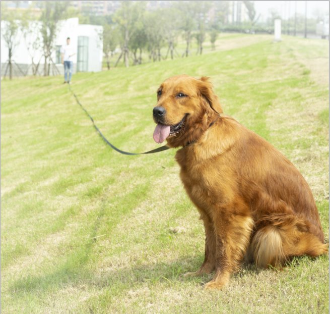 Long Nylon Dog Leash Up To 50m! Pet Leashes BestPet 