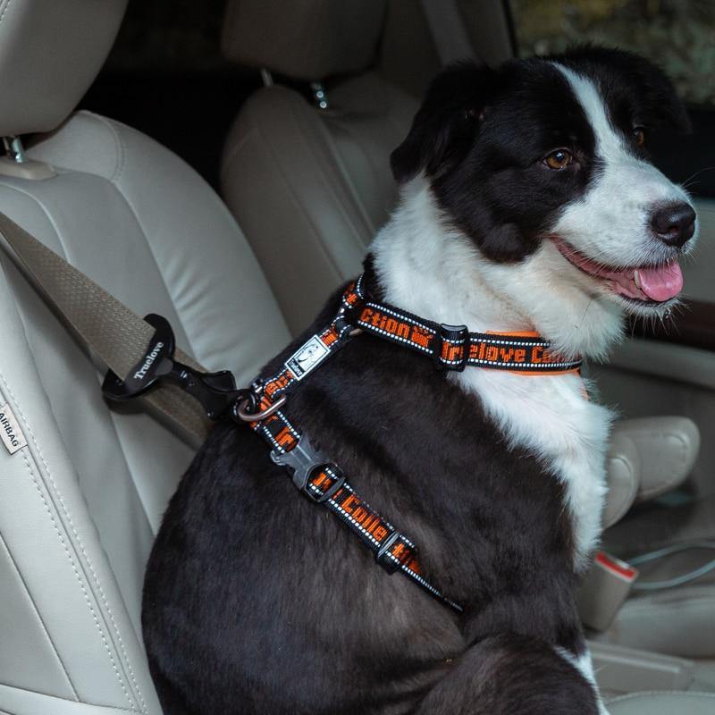 Pet Seatbelt Safety Buckle Pet Leash Extensions BestPet 